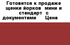 Готовятся к продаже щенки йорков (мини и стандарт) с документами.  › Цена ­ 11000-16000 - Новгородская обл., Валдайский р-н, Валдай г. Животные и растения » Собаки   